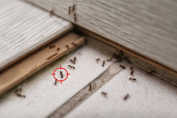 Pest Prevention Services in Bessemer, MI