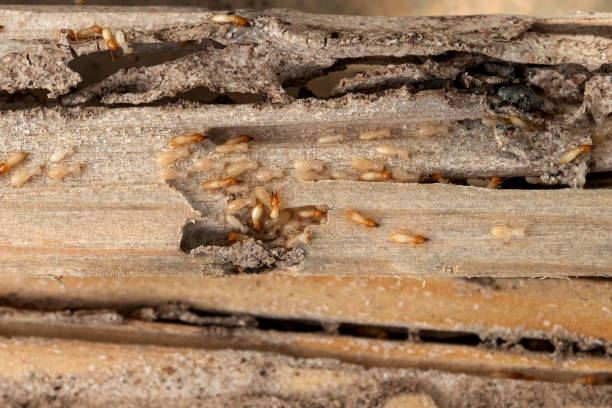 Best Flea Control Services  in Bessemer, MI